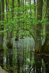 Trees stand in the water of a bog, swamp in a forest with reflection in the water in summer