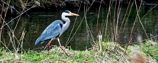 Héron cendré - ardea cinerea