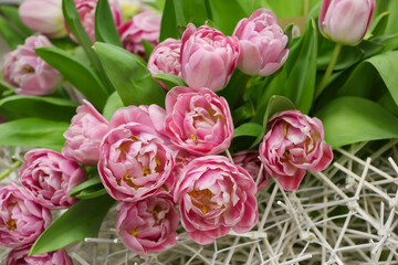 front top photography of pink tulips (tulip variety - Asian Beauty) for a banner