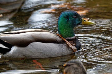 Obraz premium Héron cendré - ardea cinerea
