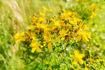 St. John&rsquo;s wort (Hypericum perforatum) is a flowering plant with yellow flowers in field, healing herb