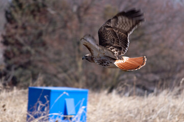 Red-Tailed Hawk Searching For Prey
