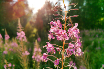 Fireweed, Blooming Sally, great willowherb is flowering plant with magenta pink flowers, healing herb