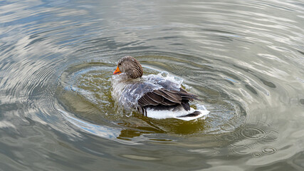 GreyLag Goose single portrait close up view washing and preening in lake