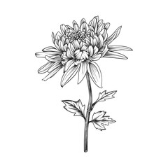 Hand drawn chrysanthemum flower and leaves drawing illustration isolated on white background.