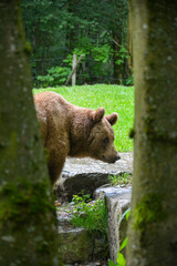 Brown bear (Ursus arctos) roams through its enclosure in a zoo in summer, Bad Mergentheim, Bavaria, Germany
