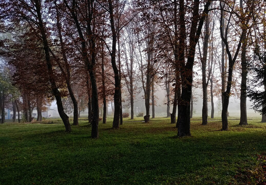 trees in the park