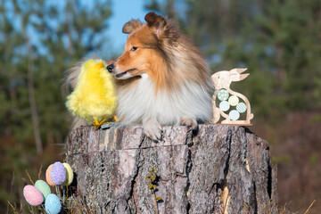 Stunning nice fluffy sable white shetland sheepdog, sheltie outside portrait on a sunny Happy...