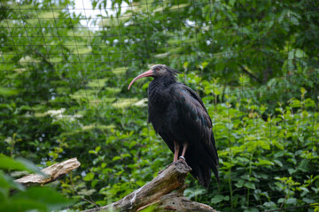 Northern bald ibis (Geronticus eremita) sitting on a branch in Tierpark Bad Mergentheim, Germany, Waldrapp
