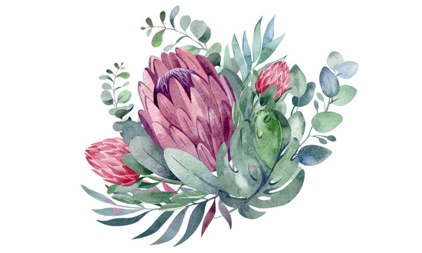 16,059 BEST Protea IMAGES, STOCK PHOTOS & VECTORS | Adobe Stock