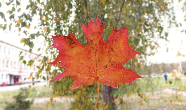 red maple leaf