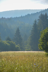 lovely meadow in sunrise in Slovakia in summer with fir trees in morning light Cicmany