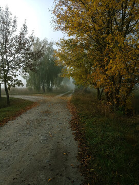 path in the autumn forest