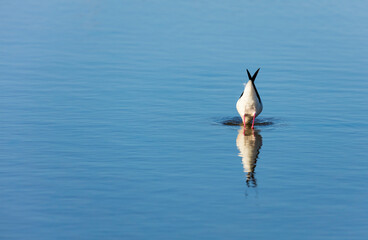 Black-winged stilt (Himantopus himantopus), L'Alfacada Lake, The Ebre Delta Natural Park, Terres de l'Ebre, Tarragona, Catalonia, Spain