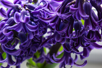 Hyacinth with lilac petals and raindrops, macro photo