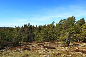A common Scandinavian forest during the spring or summer. Mostly pine and fir trees. Blue sky and sunny outside. Nice weather and climate this day. Stockholm, Sweden, Scandinavia, Europe.
