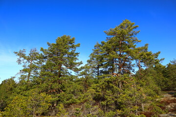 Fototapeta na wymiar A common Scandinavian forest during the spring or summer. Mostly pine and fir trees. Blue sky and sunny outside. Nice weather and climate this day. Stockholm, Sweden, Scandinavia, Europe.