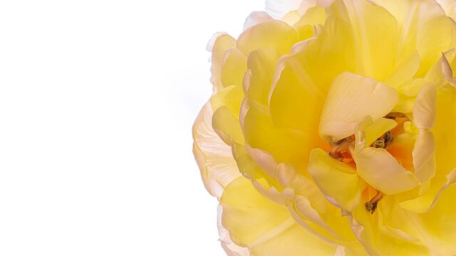 Beautiful yellow tulip flower on white background. Wedding, Valentines Day, Mothers Day concept. Holiday, love, birthday design backdrop with place for text or image. Congratulation banner