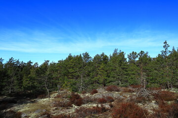 A common Scandinavian forest during the spring or summer. Mostly pine and fir trees. Blue sky and sunny outside. Nice weather and climate this day. Stockholm, Sweden, Scandinavia, Europe.