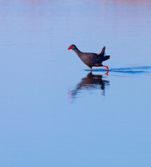 Western swamphen (Porphyrio porphyrio), L'Alfacada Lake, The Ebre Delta Natural Park, Terres de l'Ebre, Tarragona, Catalonia, Spain