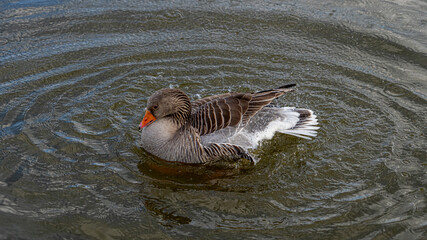 Fototapeta na wymiar GreyLag Goose single portrait close up view washing and preening in lake