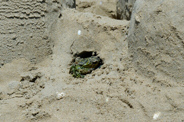 Small green crab taking refuge in a sand castle, hidden in a sand hole of a sand construction on the beach