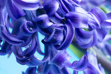 Hyacinth with lilac petals and raindrops, macro photo