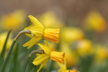 Osterglocken (Narzissen) im Frühling