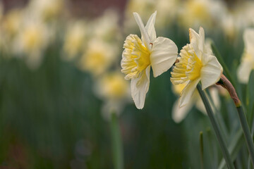 Osterglocken (Narzissen) im Frühling