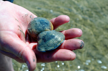 hand holding two grooved carpet shell, or Palourde clam, latin name : Ruditapes decussatus. Tasty edible clam holded by a man hand. famous and common bivalve mollusc in europe. fishing clams by foot