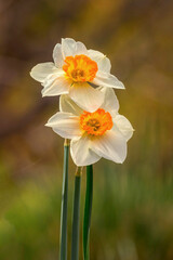 Obraz premium Osterglocken (Narzissen) im Frühling