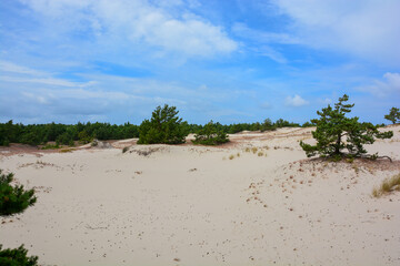 Shifting dune, Wydmy Stilo sand dune in Poland in summer with blue sky