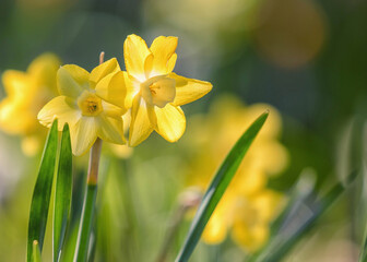 Osterglocken (Narzissen) im Frühling