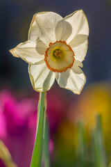 Osterglocken (Narzissen) im Frühling