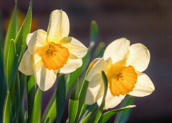 Osterglocken (Narzissen) im Frühling