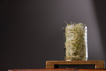 Alfalfa sprout in mason jar