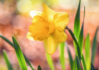 Osterglocken (Narzissen) im Frühling