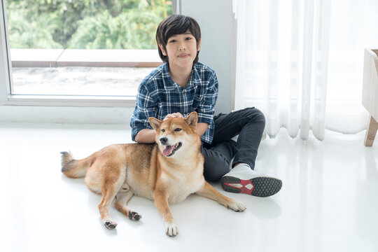 A boy is playing with a Shiba Inu in a bedroom in an apartment. Japanese dog  and boy.