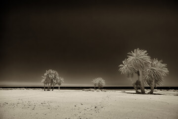 Egypt, palm trees grow on the shores of the Red Sea, photographed near the city of Dahab.