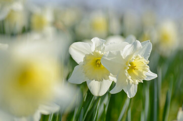 Osterglocken (Narzissen) im Frühling
