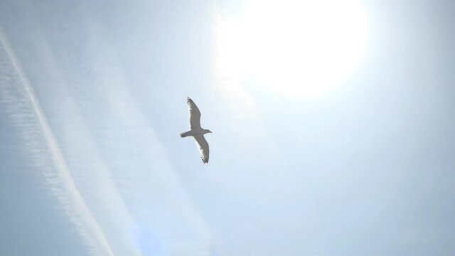 Slow motion of a seagull flying in a beautiful blue sky in clear sunny weather. High quality FullHD footage