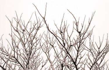 With the snow still falling, this photograph was composed on a cold winter day in Missouri. The branches have a nice layer snow making a pretty winter scene.
