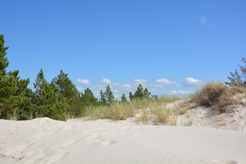 Shifting dune Wydmy Stilo with sand, tufts of grass and trees in the background with a blue sky, in Poland Sand dune at the Baltic Sea