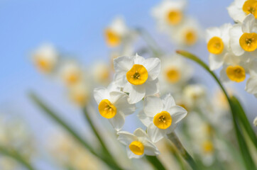 Osterglocken (Narzissen) im Frühling