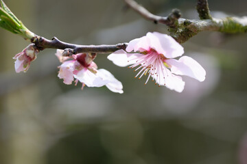 Makroaufnahme von Mandelblüten