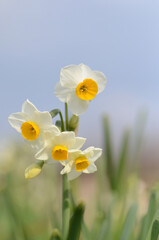 Osterglocken (Narzissen) im Frühling