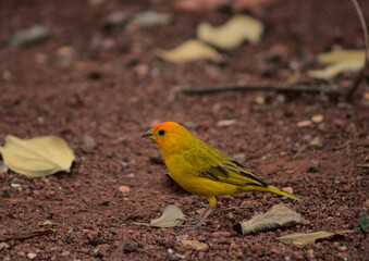 redhead yellow canary bird
