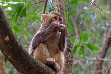 Small Chinese monkey in the mountains of Zhangjiajie National Park. Wild macaque.