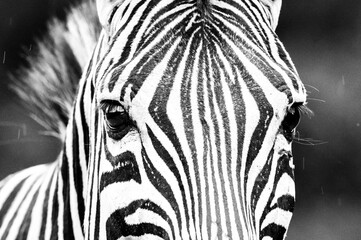 Fototapeta na wymiar Burchell's Zebra watching all around it 
