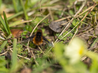 Bee Fly Resting on the Ground
